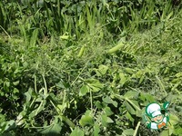 ������� ���-���� � �������� �������� �����������