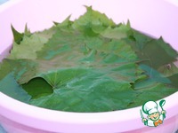 ����� �����������