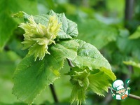 �������� � �������� � ����������� �������� �����������