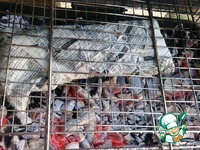 ��������-������� � ������ �����������