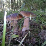 ������� ��������