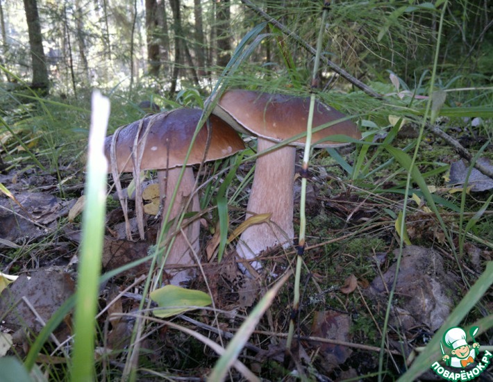 ������� ��������