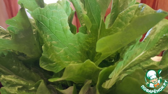 Салат дуболистный зелёный