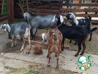 ��� "��������" �� ������� ������ �����������