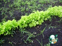 ����� "�������" �����������