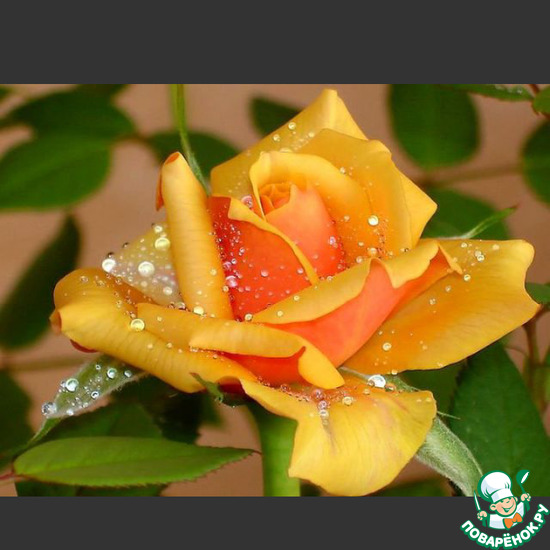 ������� ���� �������� � ��������� �������� (semsvet).