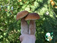 ����� ����� ������������ �����������