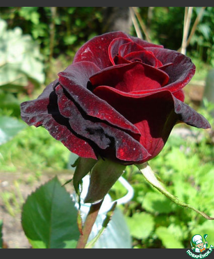 ���� ����� ��������� ������������ ������� ( ����� �����)!