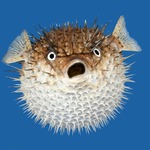 "������ �������"