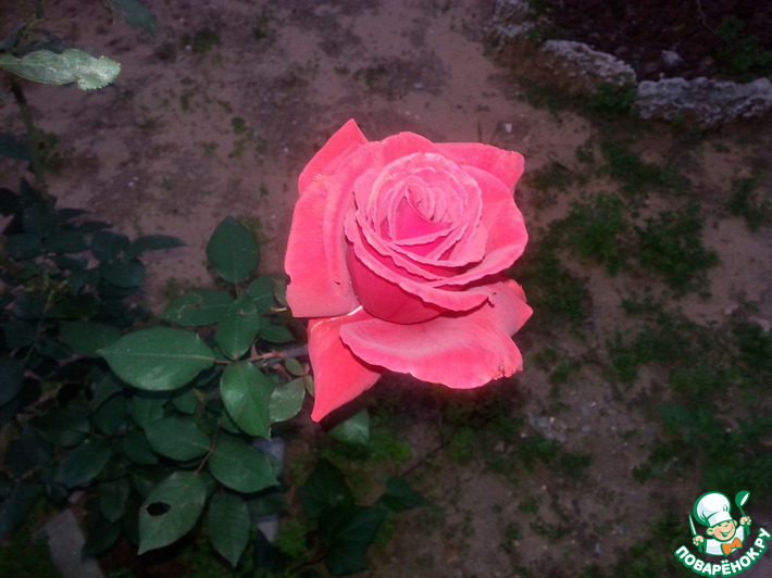 ������� � ����� ������������� �������� (s-v-e-t-l-i-k) ���� ��������!