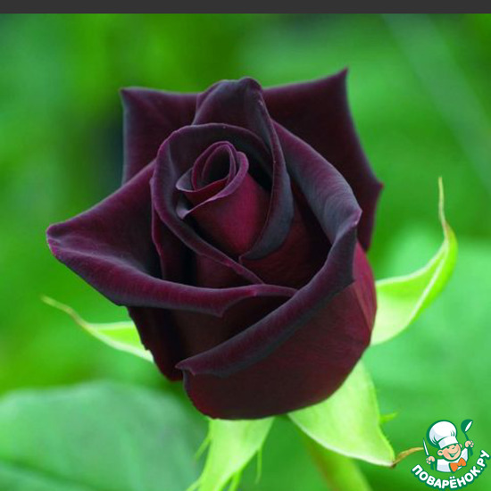 ���� ���� �������� ������� �������� �������� (alena-mila).