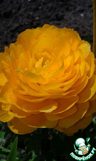 ���� ���� �������� ������� �������� ������� (�-��-��).