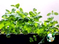 ������� ���-���� � ������������ �����������