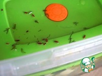 ����������� � ������������ ������ "���-����" �����������