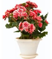 � ���� ��������, ������� ������ (��������� )