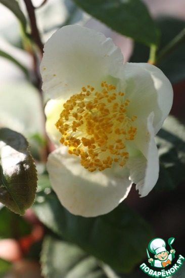 �������� ���