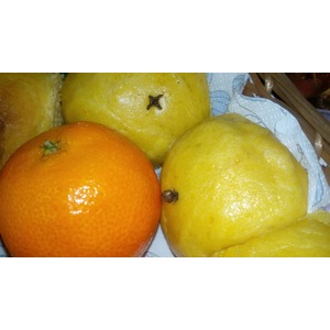 ������� "����������"