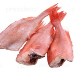 ��� ����� ����� ��������� ����