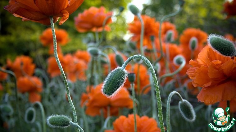 ���� ����� � 28