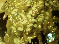 ���� ����������� ����� �����������