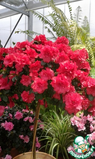 ���������� ��������, �����������