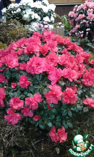 ���������� ��������