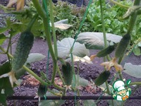 ������������ ������ � ������� ���������� "�������" �����������