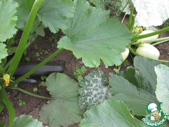 ����� ������� �� ������))