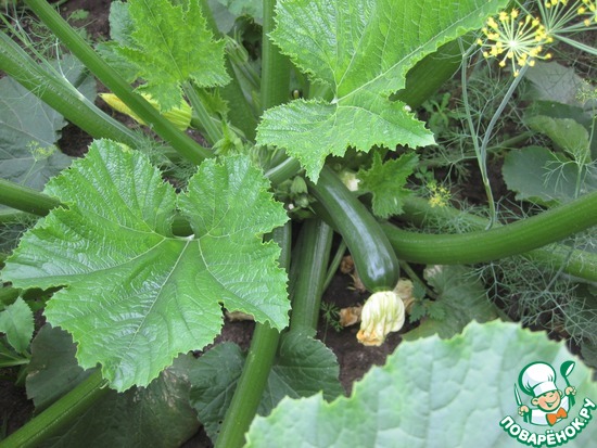 ������� "������"