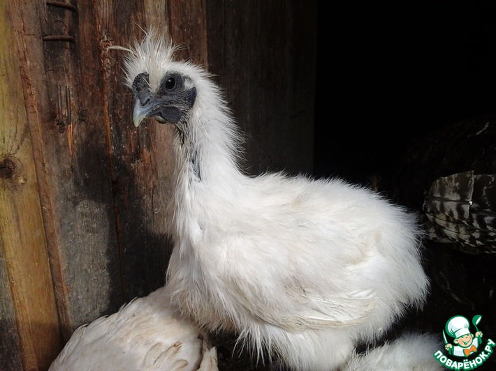 ���� ��� ��� ���������