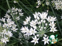 ������ ������� �����������