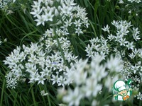 ������ ������� �����������