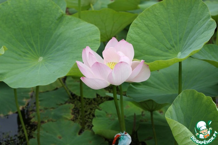 �������� � �������