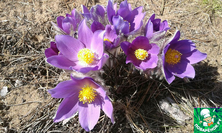 ������� ���� �������� � ��������� ������ ( katia-giovedi).