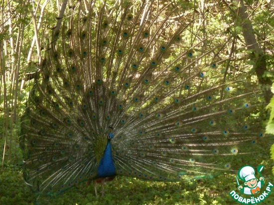 ����������� ����� ��������