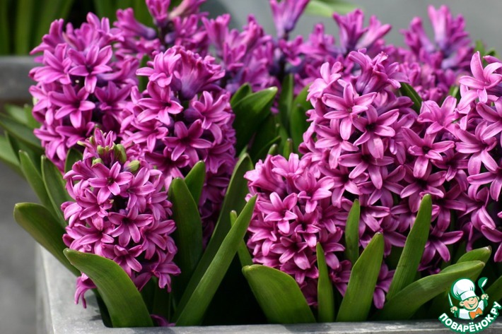 � ����������, ����!