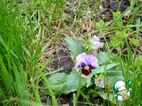 ��������� �����-����� �����������