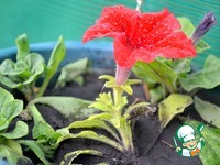 ��������� �����-����� �����������