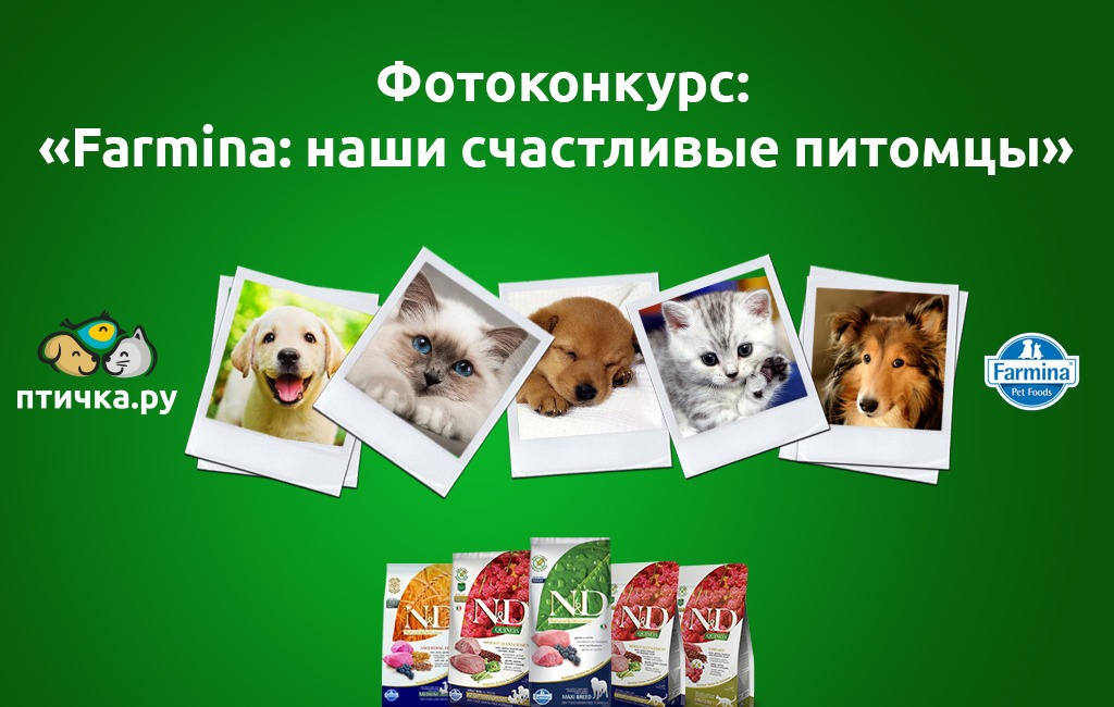 фотоконкурс мой любимый питомец 2 класс. во дворе собака табличка. фотоконкурс домашние любимцы. фотоконкурс мой любимый питомец. конкурс фотографий питомцев.