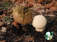 ������� ���-���� � ������� ������� �����������