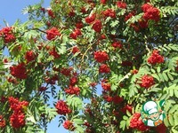 ������� �� ��������� � ������� ������� �����������