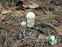 ����������� ������ �� ���������� �����������