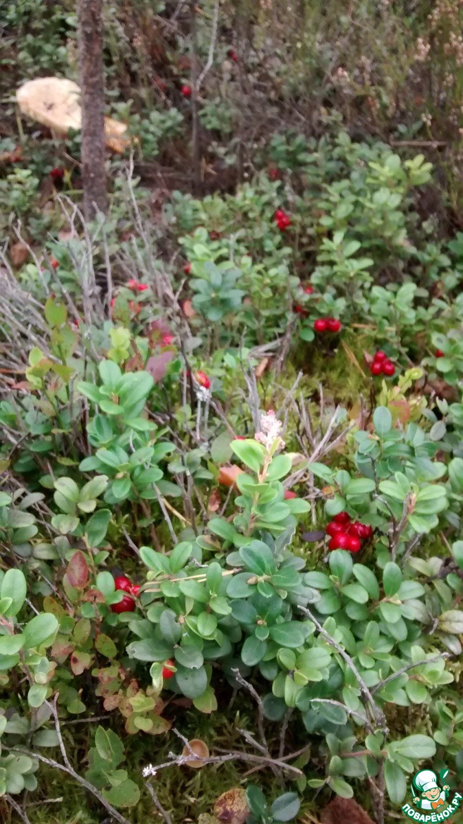 ������� ��������