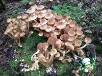 ����� ������������ "������" �����������