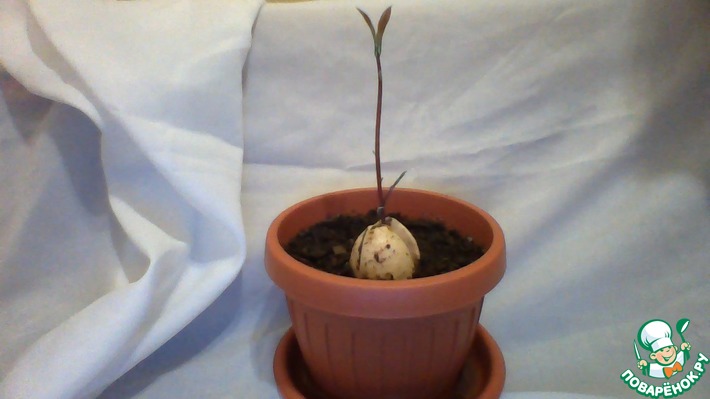 ��� �������� �����.