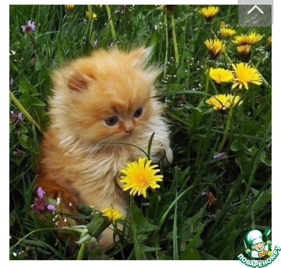 ���� ������������ � ���� �������� ������ ( kotenochkin).