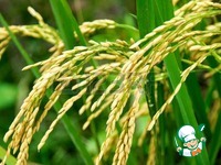 ��� � ����� � ������� �����������