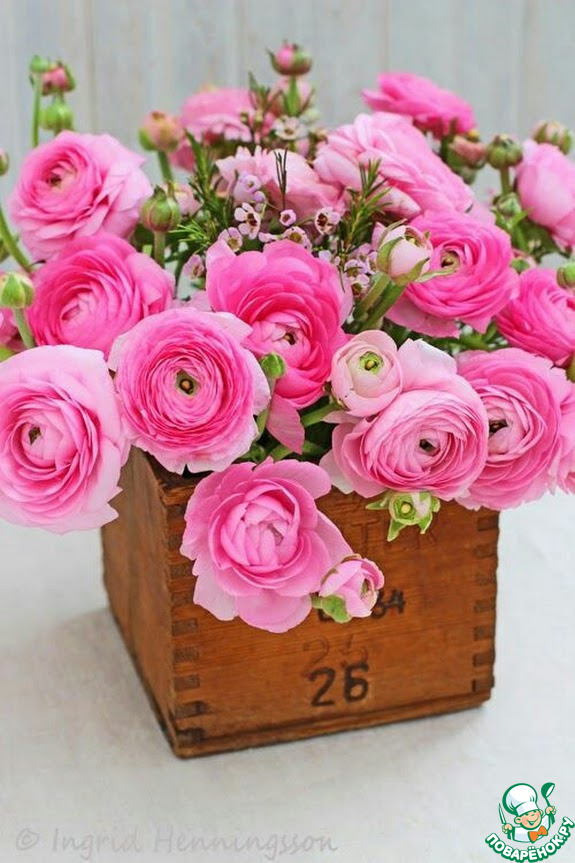 ����������� ������� Nienulka � ���� ��������!