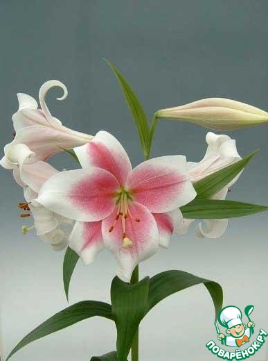 ����������� ������� ����� 22 85 � ���� ��������!