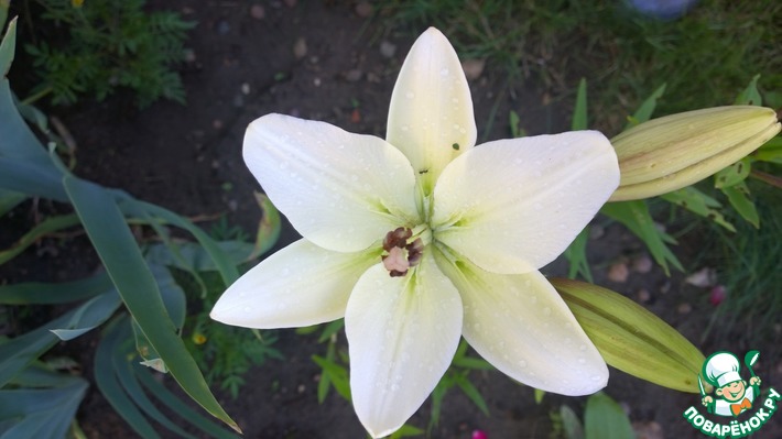 �������� ������ - 2018-2.